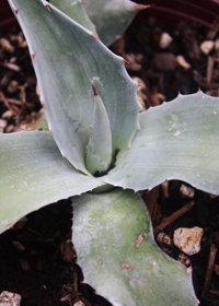 Agave ovatifolia 'Frosty Blue'